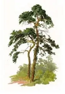 Trees and how to paint them in watercolours by W H J Boot