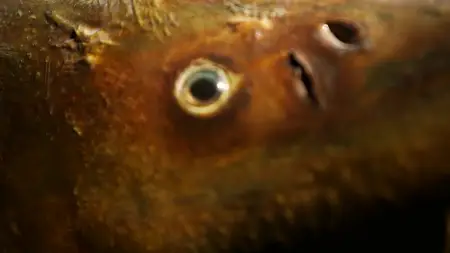 Mysteries at the Museum S19E14