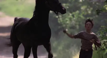 The Black Stallion (1979)
