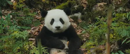 Moon le panda (2025)