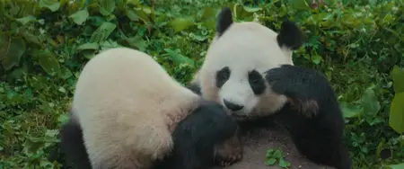 Moon le panda (2025)