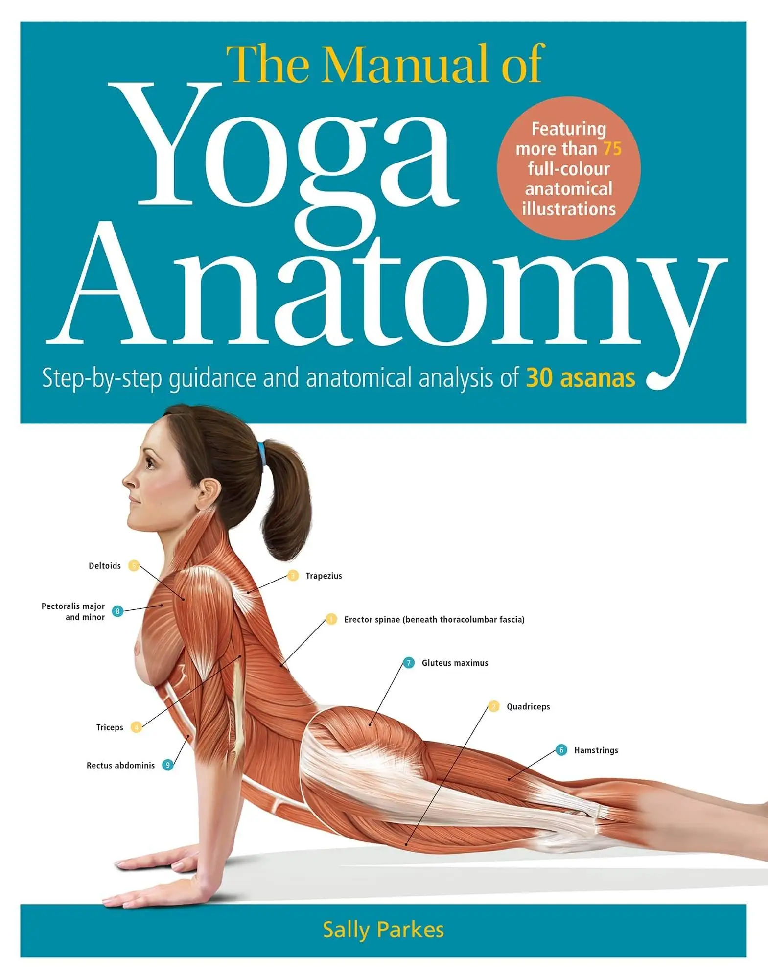 The Student's Anatomy of Yoga Manual 30 Essential Poses Analysed