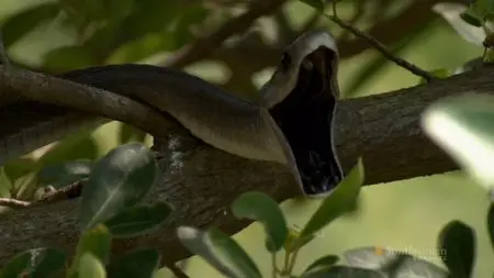 Smithsonian Channel - Black Mamba: Kiss of Death (2013)