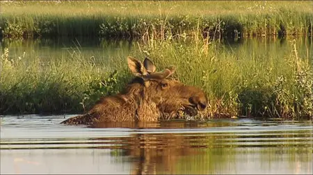Wild Scandinavia / Wildes Skandinavien / Дикая природа Скандинавии (2011) 