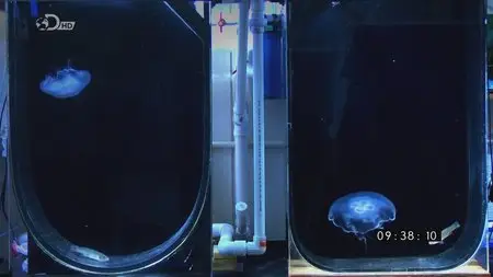 Discovery Channel - Attack of the Giant Jellyfish (2013)