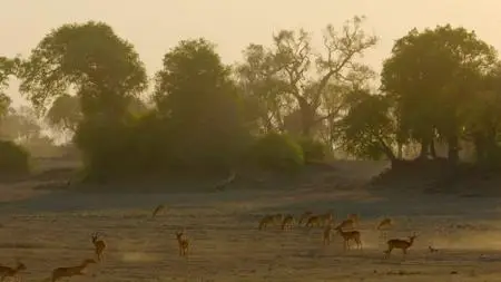 Smithsonian Ch. - Tales from Zambia: Series 2 (2017)