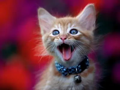 Cute Cats HQ Wallpapers