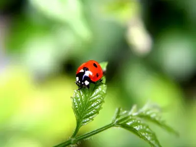 Wallpapers - Animals (pack 4)