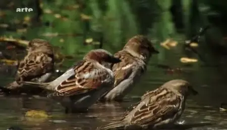 (Arte) Le jour du moineau (2011)