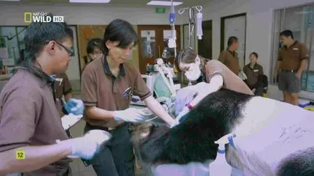 National Geographic - Making Pandas (2016)