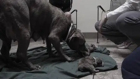 Pit Bulls and Parolees S11E06