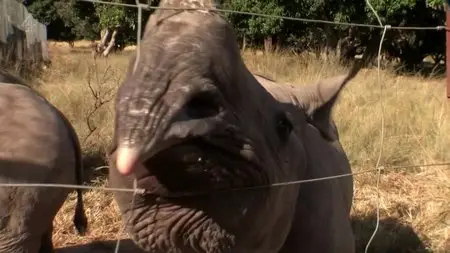 Channel 4 Unreported World - The Black Mambas: Saving the Rhino (2015)