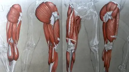 The Figurative Drawing Course: The Legs- Anatomy to Drawing