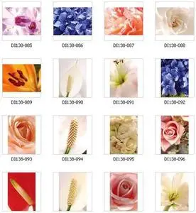 ImageDJ - Close-ups of Flowers II