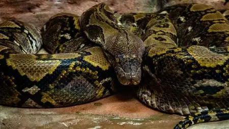 Python for Absolute Beginners - 2020 - (2.Part)