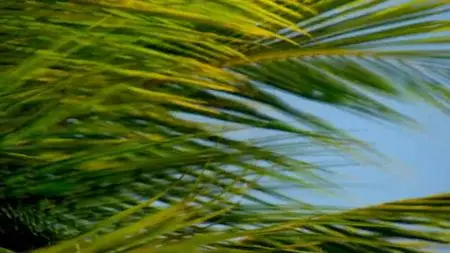 PBS - NATURE: Wild Florida (2020)