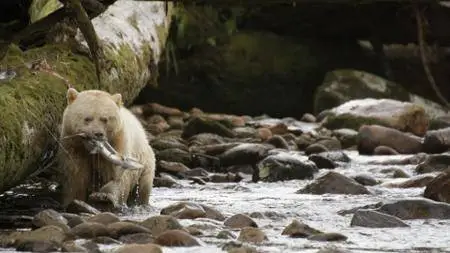 Wild Canada (2014)