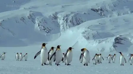 BBC Natural World - Penguins of the Antarctic (2006)