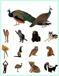Wild animals 2