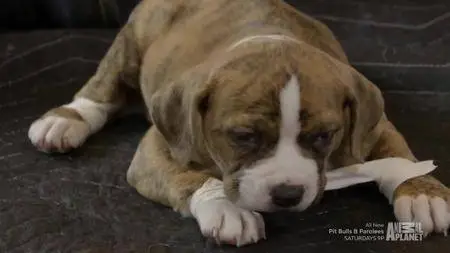 Pit Bulls and Parolees S11E06