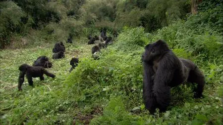 BBC Natural World - Titus: The Gorilla King (2008)