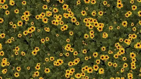 Sunflower Grow Background 1434937