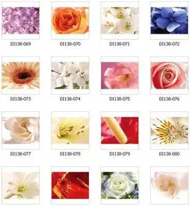 ImageDJ - Close-ups of Flowers II