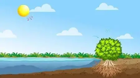 Animated Photosynthesis Proccess 1575255