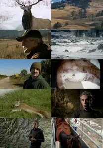 BBC - Horizon: Predators in Your Backyard (2011)