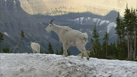 PBS - Glacier Parks Night of the Grizzlies (2010)