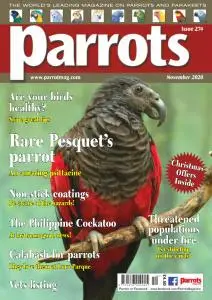 Parrots - November 2020
