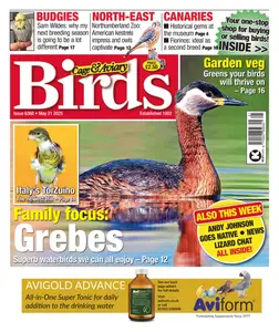 Cage & Aviary Birds - 21 May 2025