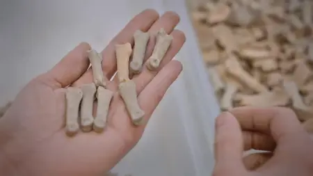 PBS - NOVA: Ancient Desert Death Trap (2025)