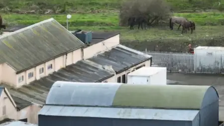 RTÉ Investigates: Horses - Making a Killing (2024)