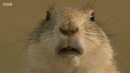 BBC - Animals Behaving Badly (2018)
