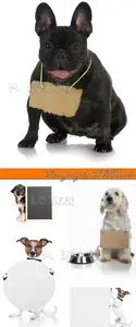 Funny dog with billboards 