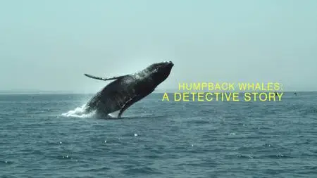 BBC Natural World - Humpback Whales: A Detective Story (2019)