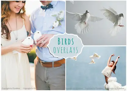 CreativeMarket - 70 Birds Photoshop Overlays PNG