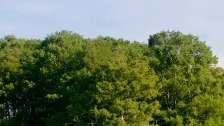 PBS - NATURE: Wild Florida (2020)