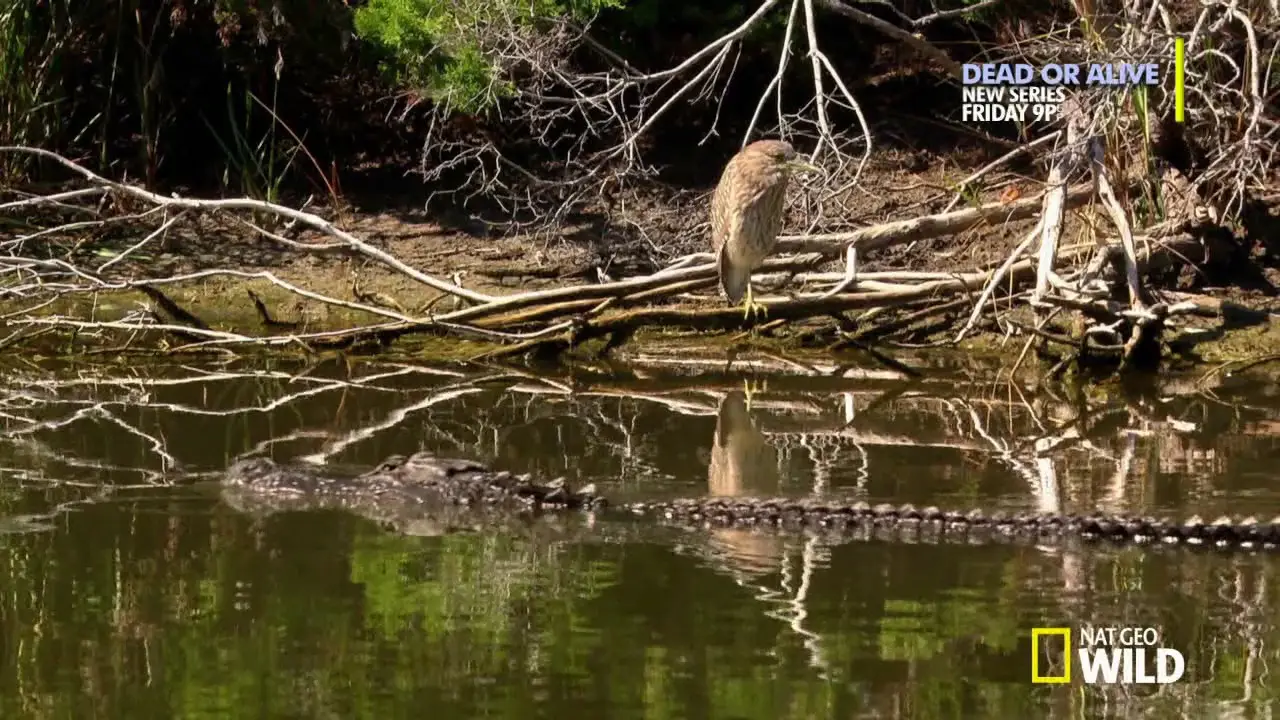 Secret Life of Predators (2013)