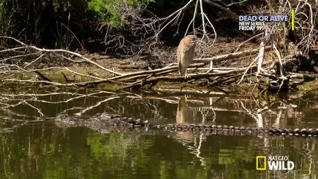 Secret Life of Predators (2013)