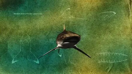Discovery Channel Shark Week - Extinct or Alive: The Lost Shark (2019)