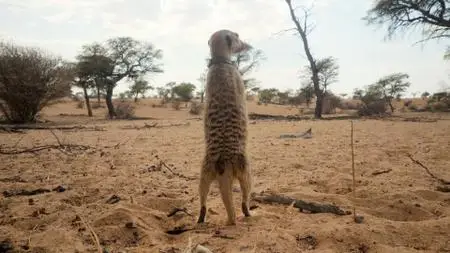 Meerkat Manor: Rise of the Dynasty S01E08