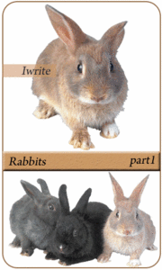rabbits part1