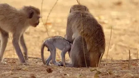 Smithsonian Ch. - Tales from Zambia: Series 2 (2017)