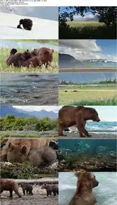 Bears (2014)