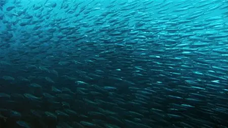 Deep Blue (2003)