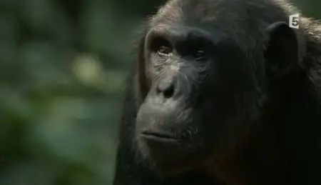 (Fr5) Les chimpanzés du Rift (2011)