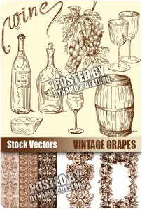 Vintage grapes - Stock Vectors