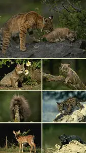 Animals 2